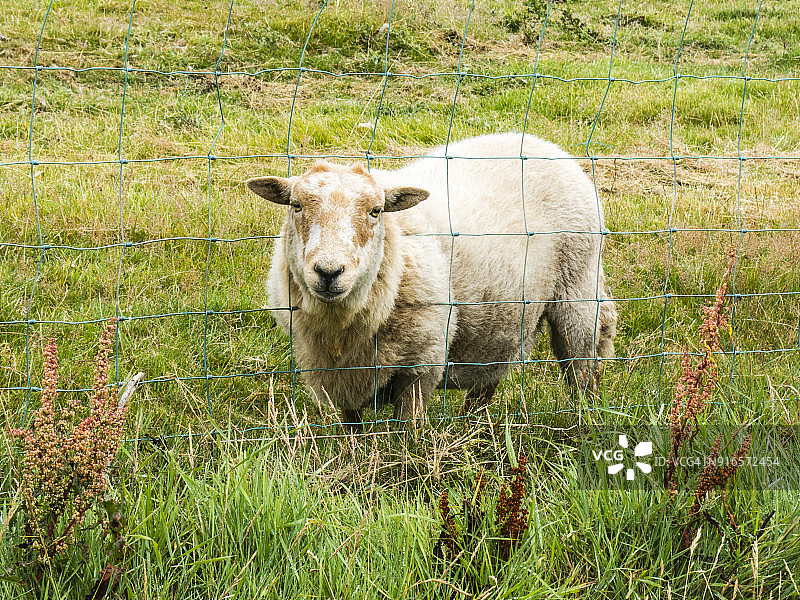 羊头穿过栅栏：威尔士安格尔西岛北部和西部海岸小路图片素材