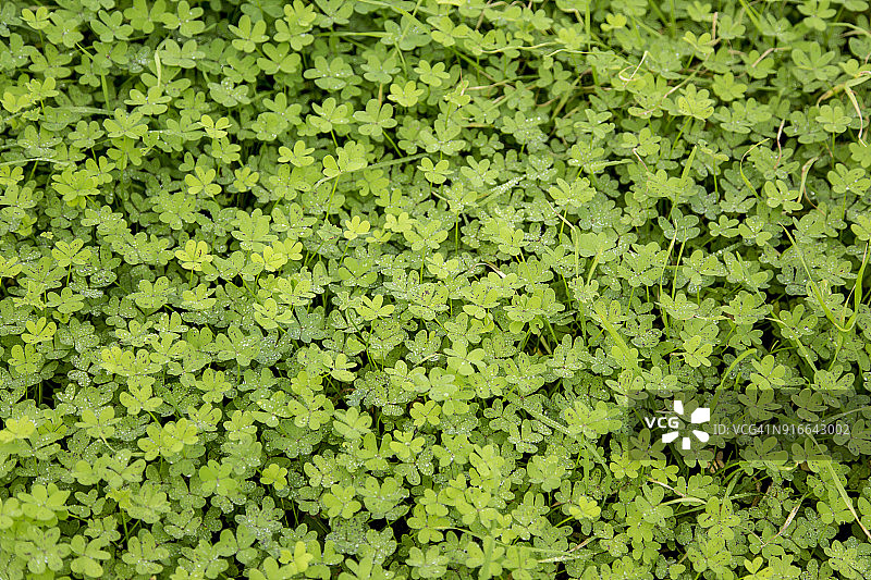 三叶草田野图片素材