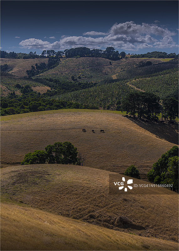 南吉普斯兰，鱼溪，福尔斯路的乡村景色图片素材