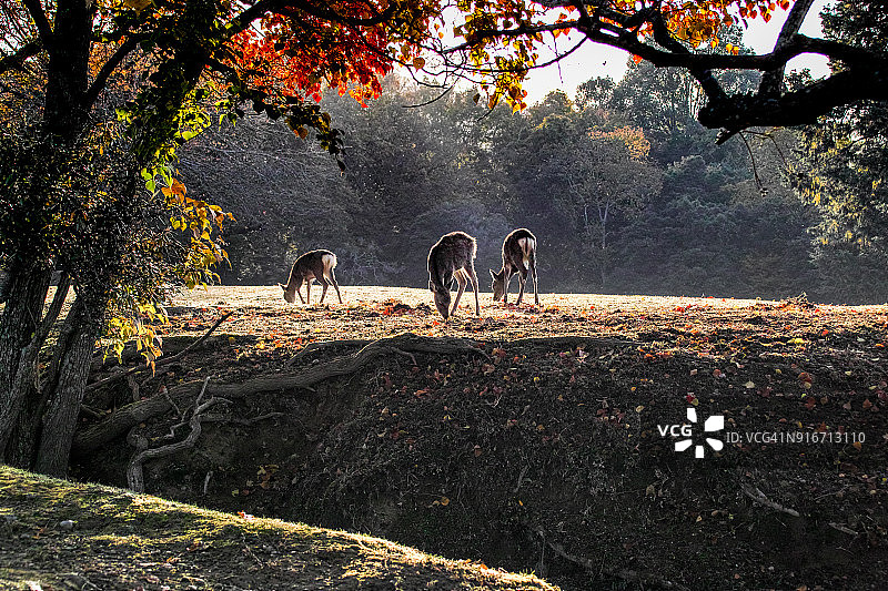 奈良公园的鹿图片素材