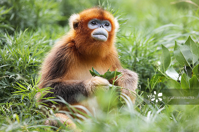 金丝猴图片素材