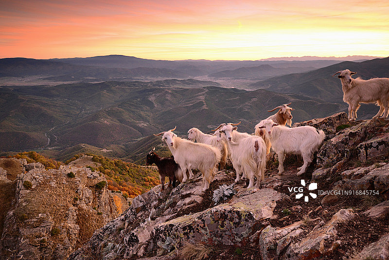 山羊群站在悬崖顶上摆姿势图片素材