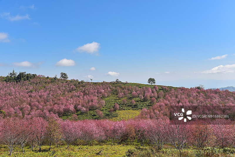 亚洲樱花图片素材