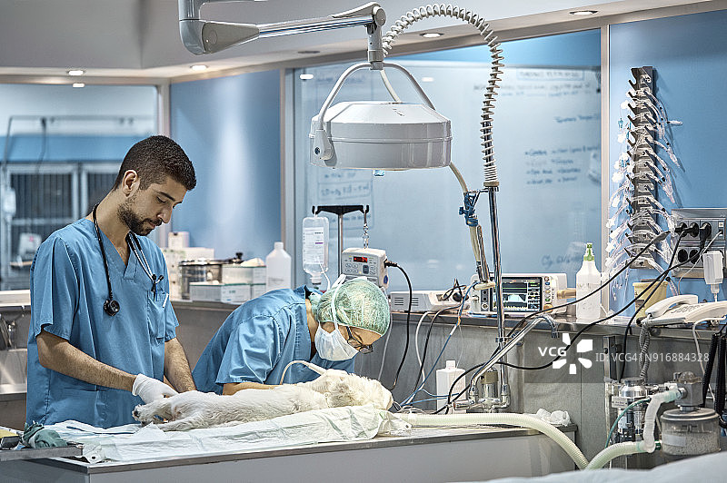 在医院里，医生和同事一起给狗做手术图片素材