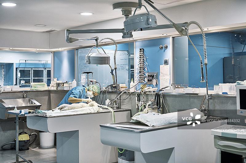 兽医在手术台上检查狗图片素材