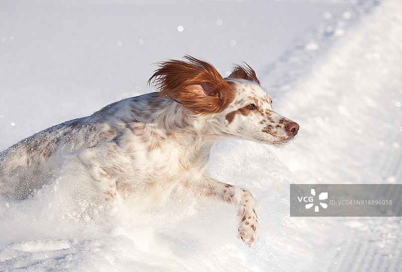 在挪威奥普兰郡的皑皑白雪中奔跑的英国雪达犬图片素材