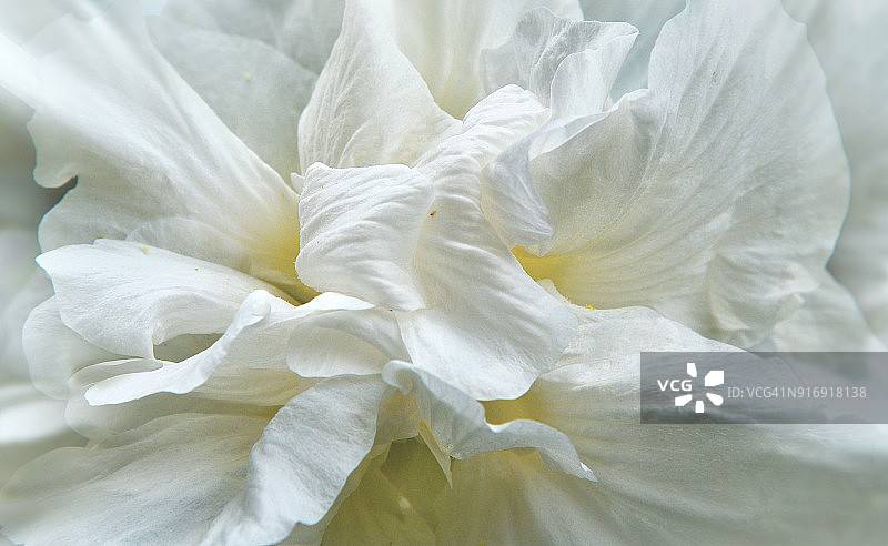 蜀葵白色花朵图片素材