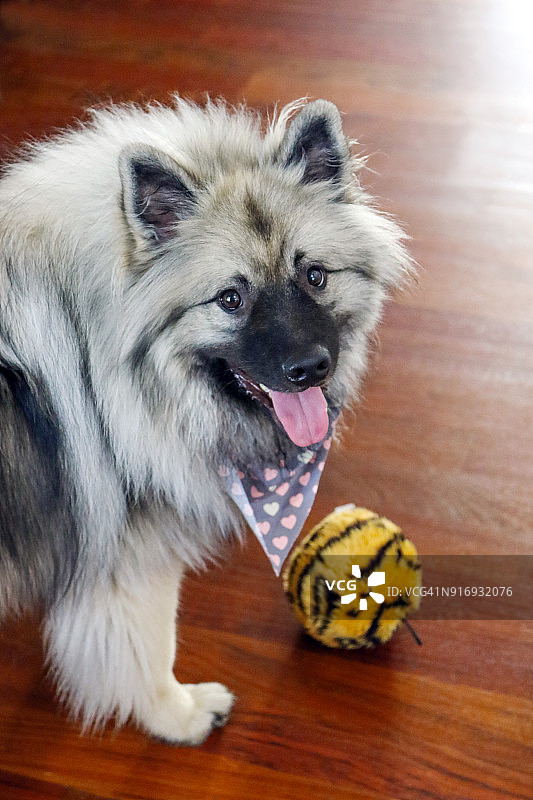 喜乐蒂牧羊犬玩球的快乐图片素材