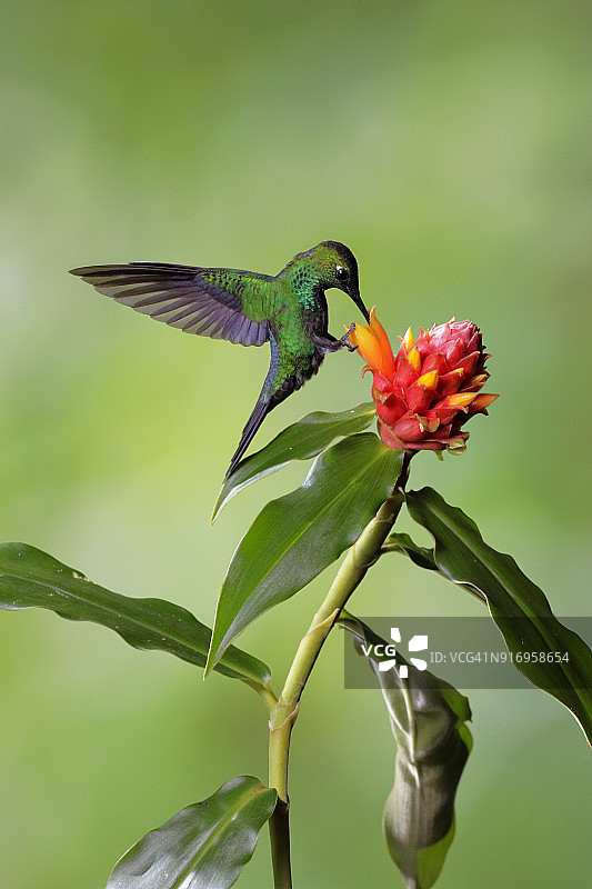 绿冠辉蜂鸟图片素材