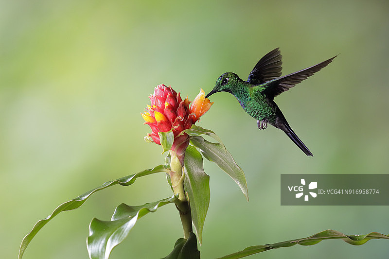 绿冠辉蜂鸟图片素材