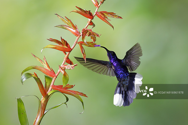 紫军刀翅蜂鸟图片素材