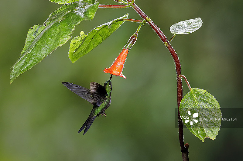 绿冠辉蜂鸟图片素材
