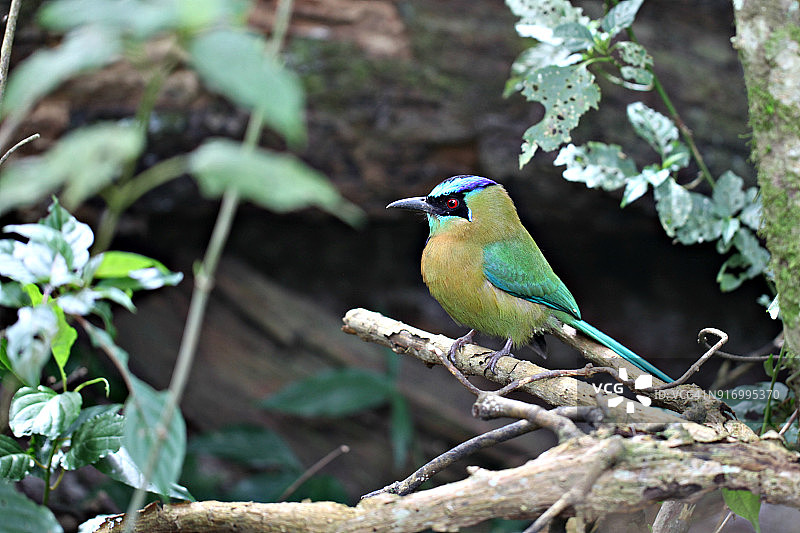 蓝冠翠鴗图片素材