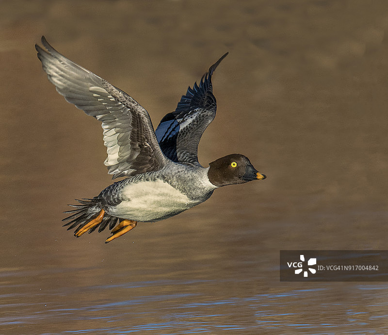 金眼鸭图片素材