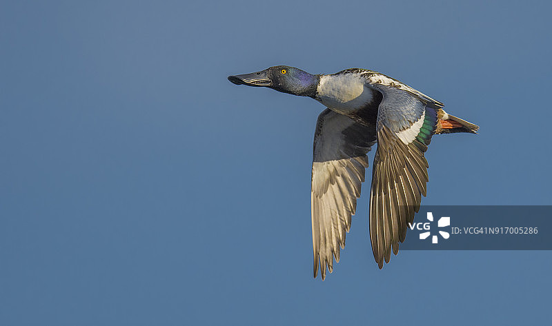 琵嘴鸭图片素材