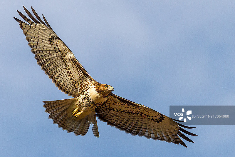 红尾鹰图片素材