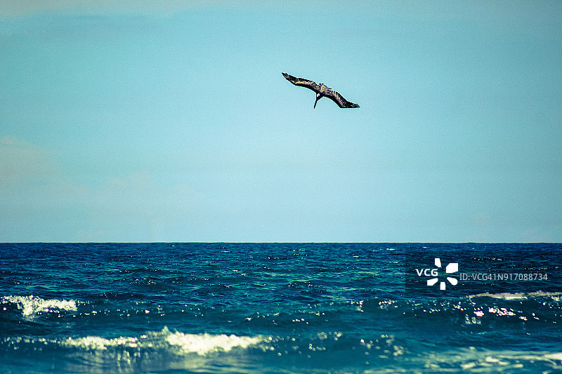 鹈鹕潜水图片素材