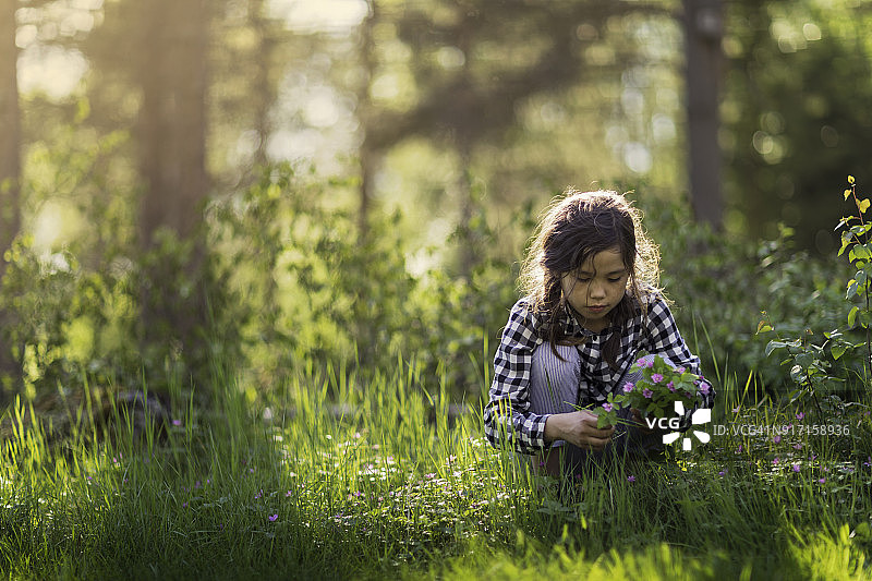 采摘野花图片素材