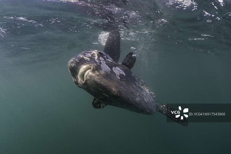 南非兰格班附近大西洋海面觅食的翻车鱼图片素材
