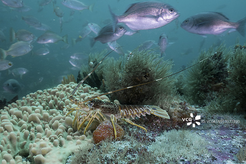 珊瑚礁海景：南非福尔斯湾“惠特尔岩”潜水点的龙虾图片素材
