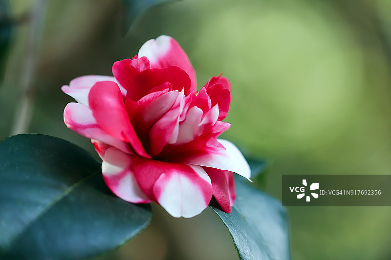 斑斓山茶花绽放图片素材