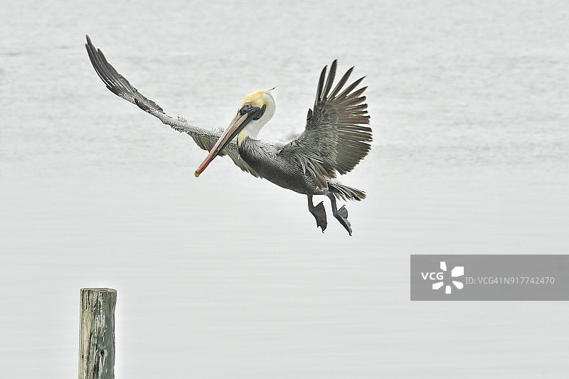 飞行中的褐鹈鹕图片素材