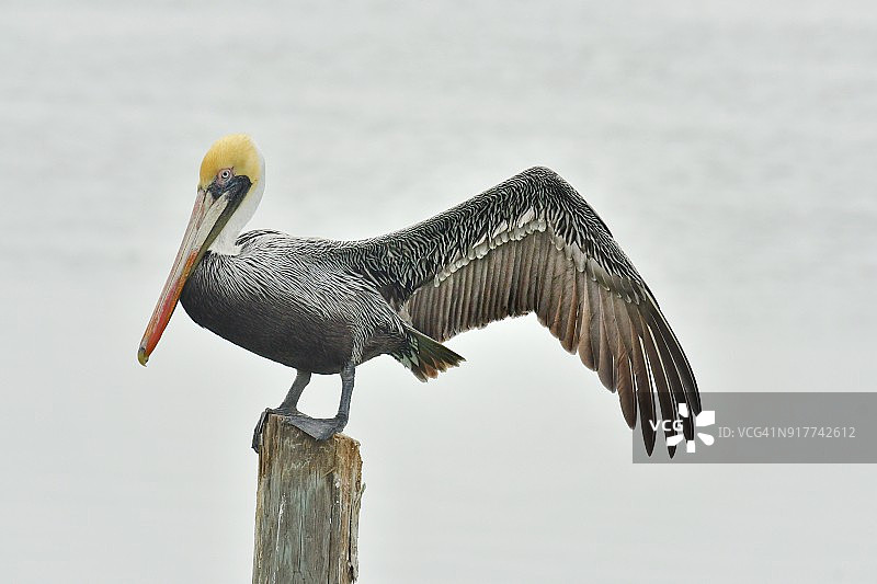 德克萨斯州的褐鹈鹕图片素材