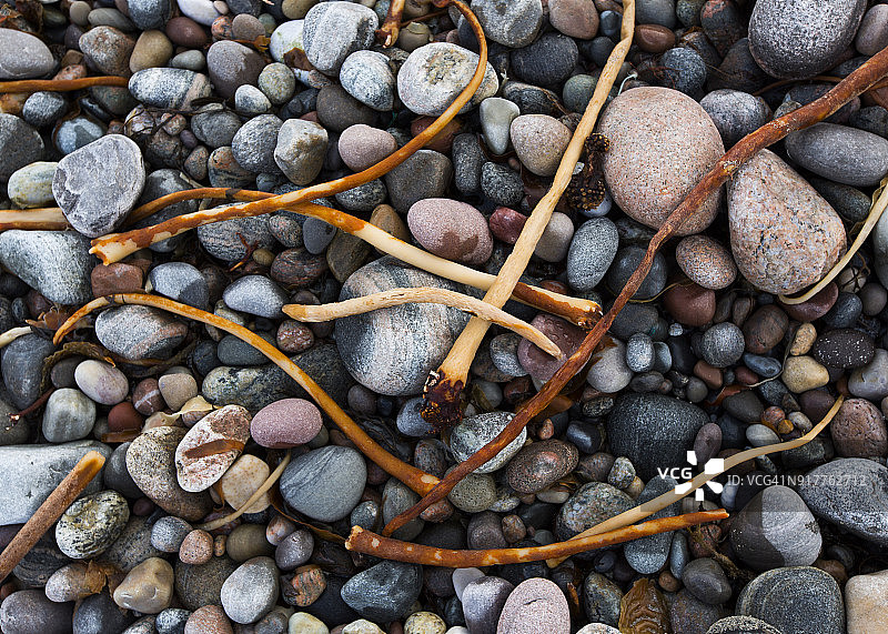 冲上海藻图片素材