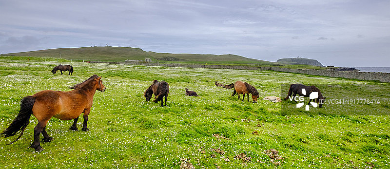 设得兰矮种马群，一种原产于苏格兰设得兰群岛的矮种马图片素材