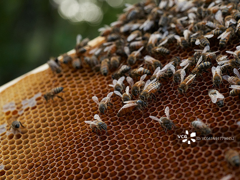 蜂巢上的蜂王图片素材