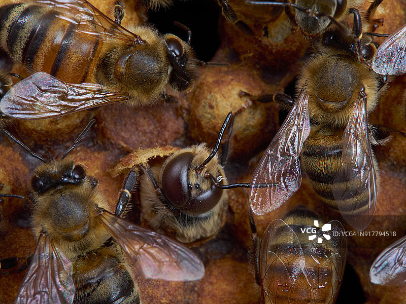 雄蜂的诞生图片素材