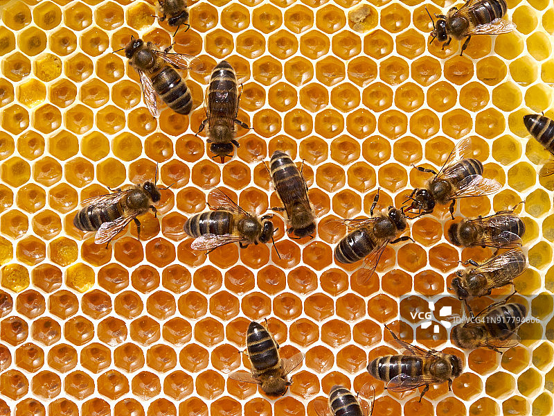 欧洲黑蜜蜂图片素材