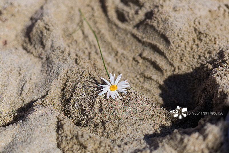 沙滩上的白色雏菊图片素材
