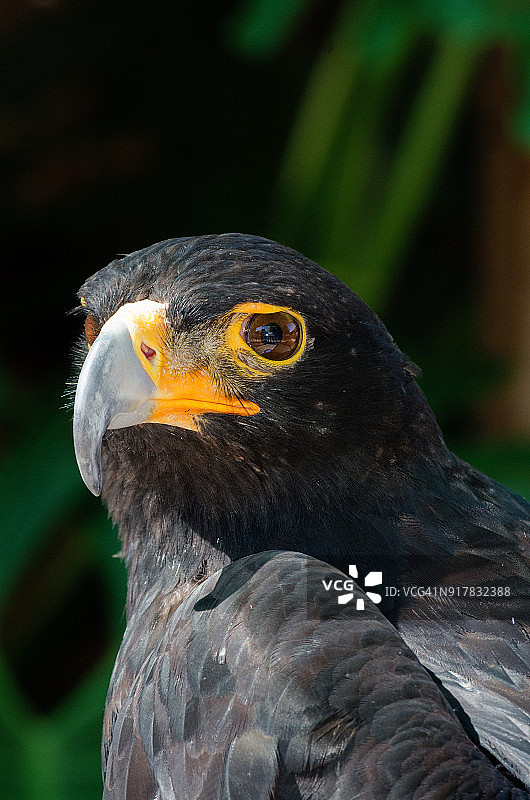 黑雕肖像图片素材