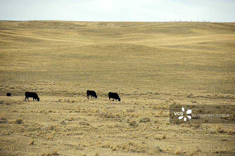 三头牛在贝尔格莱德附近田野里吃草，美国蒙大拿州图片素材