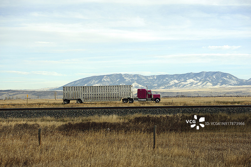 美国蒙大拿州贝尔格莱德附近的动物运输图片素材