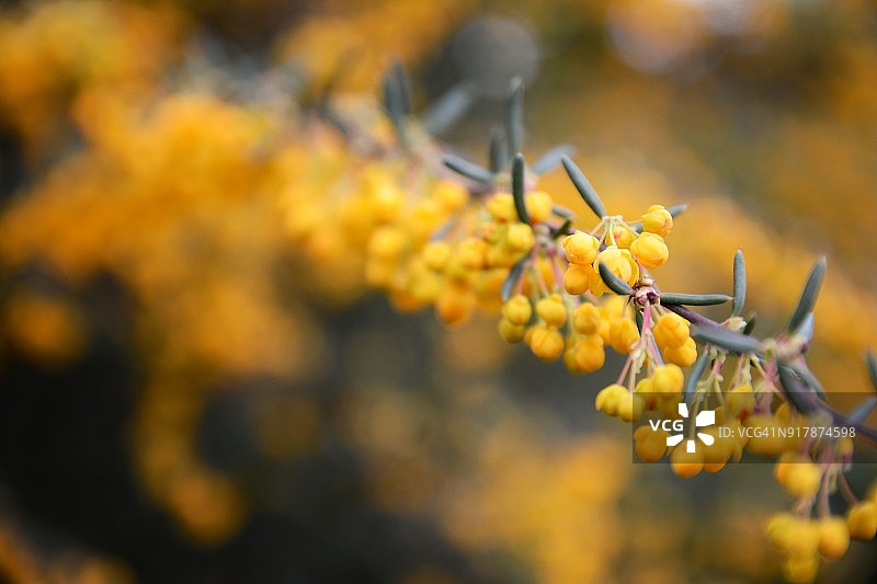 黄色灌木丛图片素材