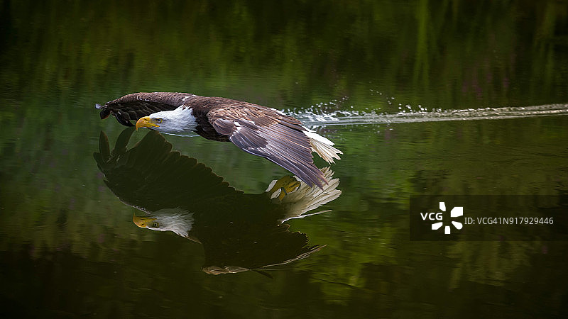 飞行中的美洲秃鹰图片素材