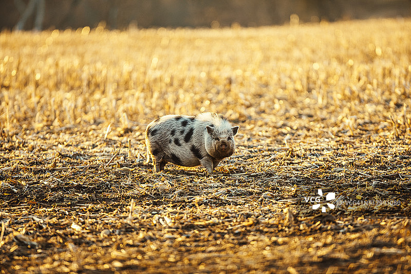 大肚子猪吃去年秋收的玉米图片素材