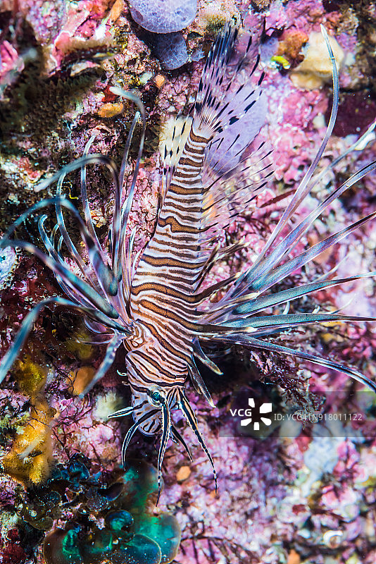 红色狮子鱼图片素材