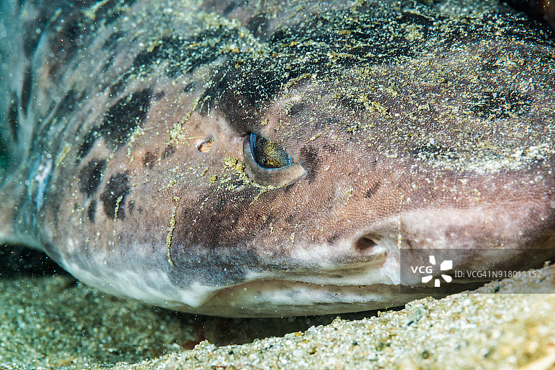 伞形头鲨图片素材