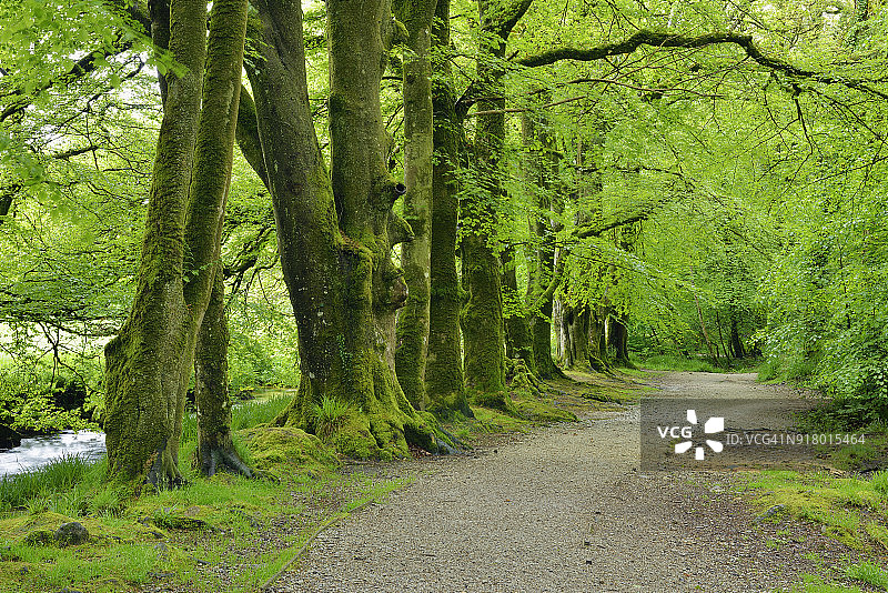 福伟河附近的道路，英国康沃尔郡图片素材