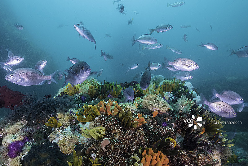 南非福尔斯湾“惠特尔岩”潜水点的珊瑚礁海景图片素材