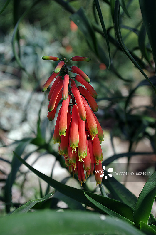 开红花的芦荟植物图片素材