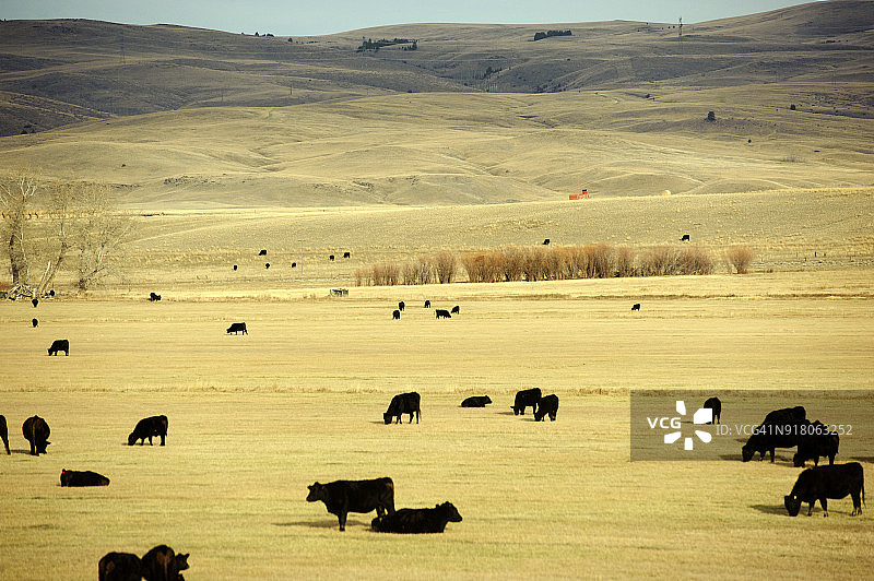 一大群牛在蒙大拿州布特附近的田野里吃草图片素材