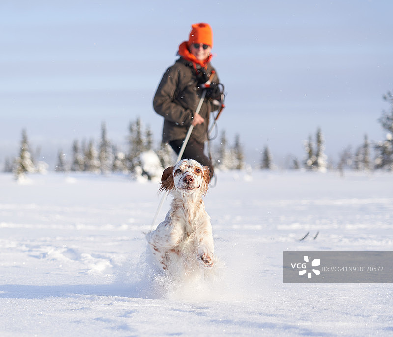 在挪威奥普兰郡的皑皑白雪中奔跑的英国雪达犬图片素材