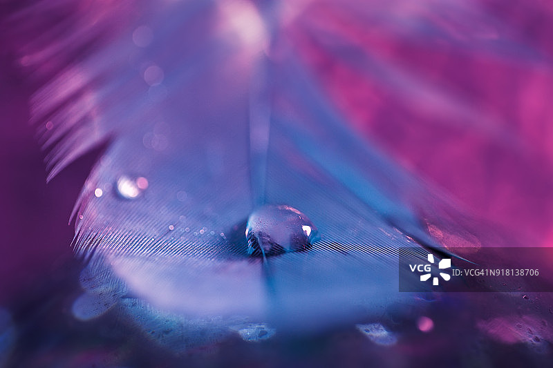 紫色羽毛和水滴的艺术特写图片素材