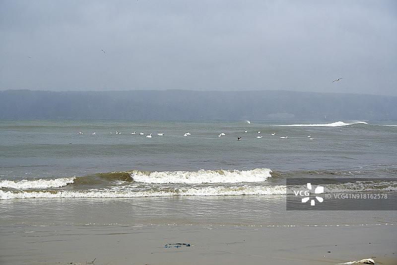 狂风暴雨中海上的天鹅群图片素材