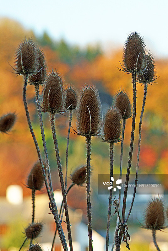 秋季茶和色彩图片素材