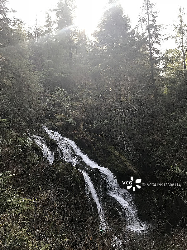 徒步穿越奎纳尔特湖附近的奥林匹克雨林图片素材